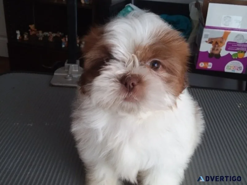 Ljsj shihpoo puppies available