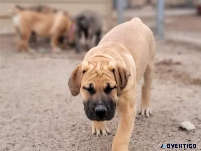 Abj south african boerboel puppies