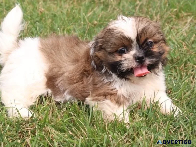 Ljs shih tzu puppies akc