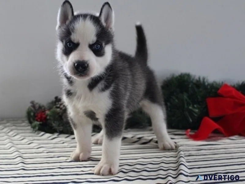 Xgs siberian husky puppies with blue eyes