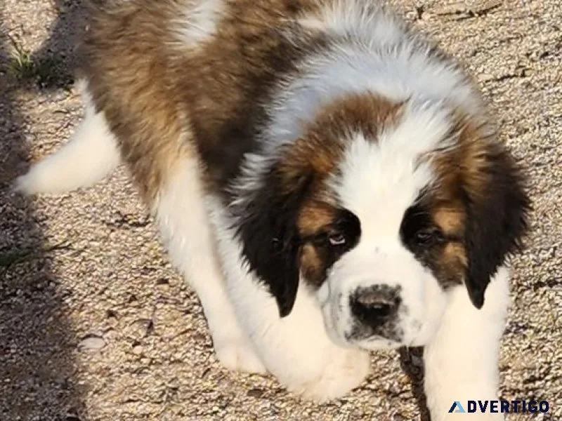 Bvxf akc saint bernard puppies