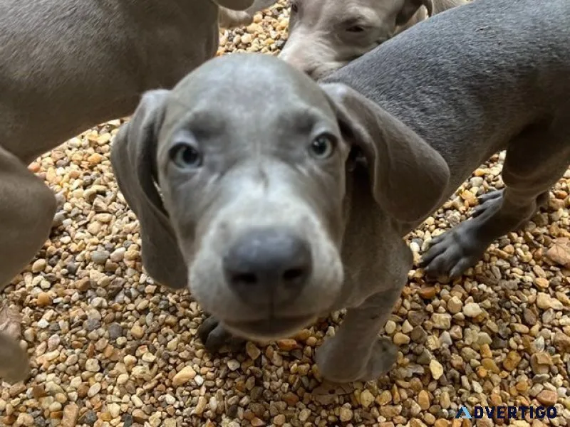 Wns weimaraner puppies