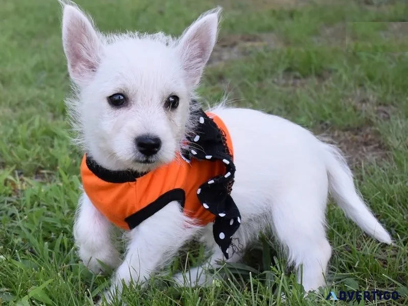 Pjd west highland white terrier puppies ready to go