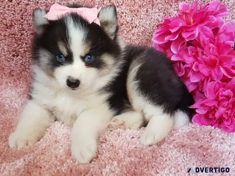 Mnb pomsky puppies for sale