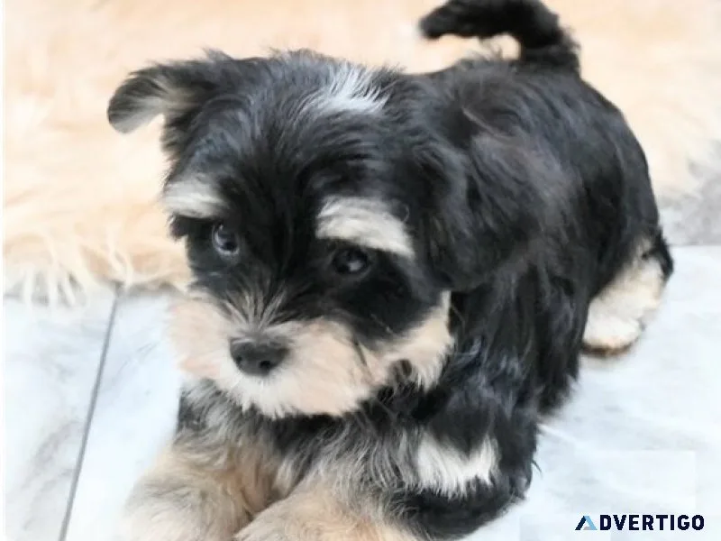 Lsjh ckc morkie puppies