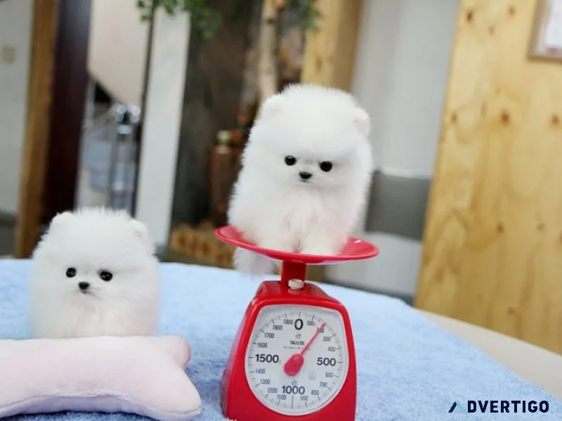 Hdkj teacup pomeranian puppies