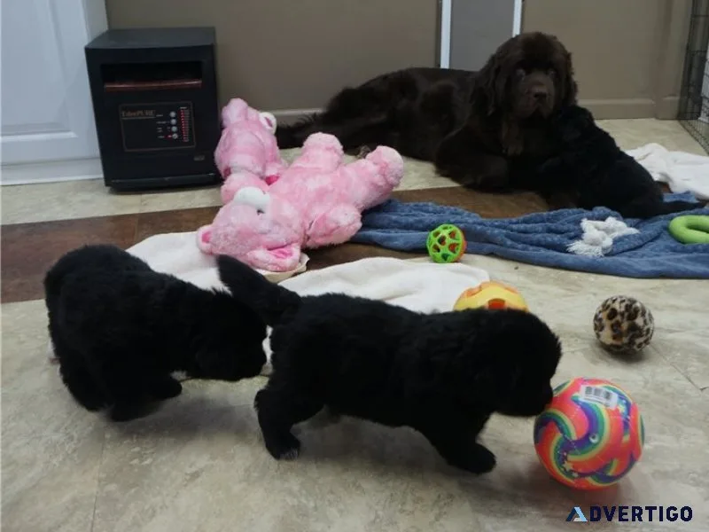 Btyut newfoundland puppies ready