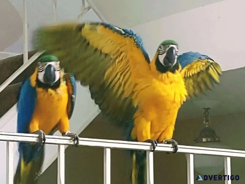 Ois blue and gold macaws ready for lovely home