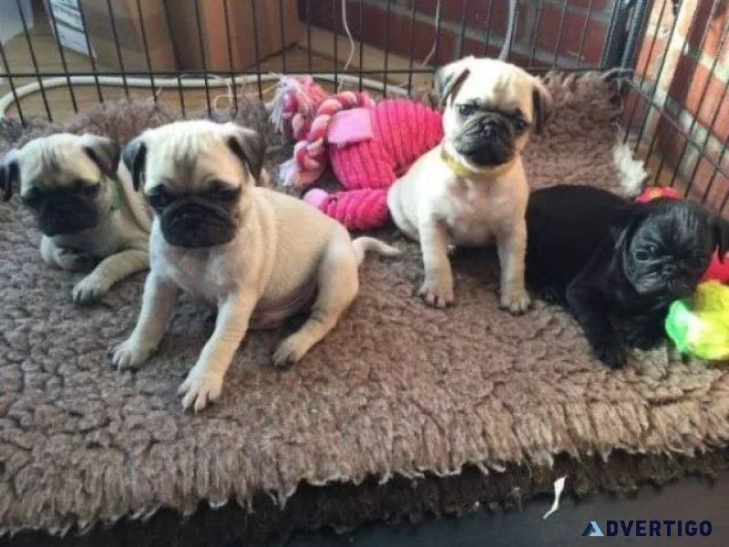 Tysh pug puppies for lovely homes