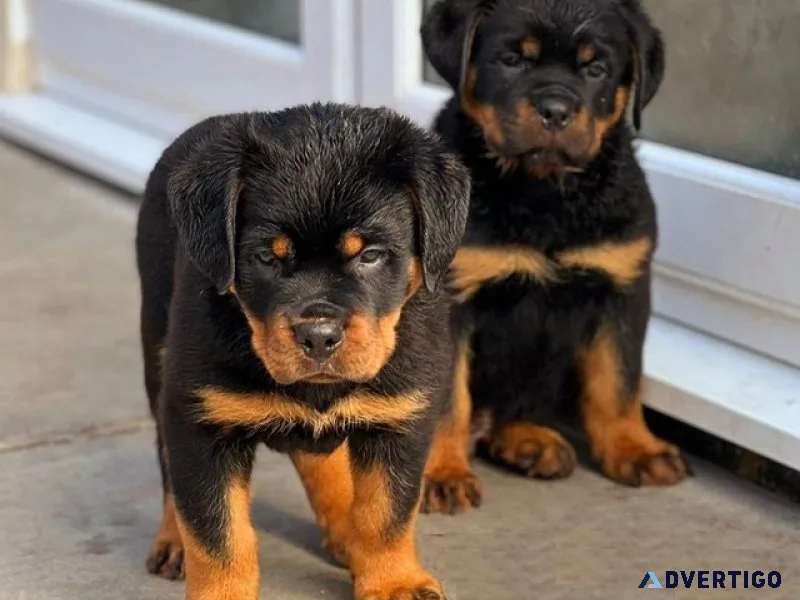 Sfsh rottweiler puppies akc
