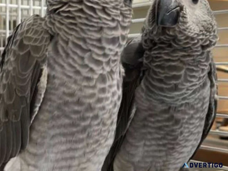 Gshb very friendly african grey parrots