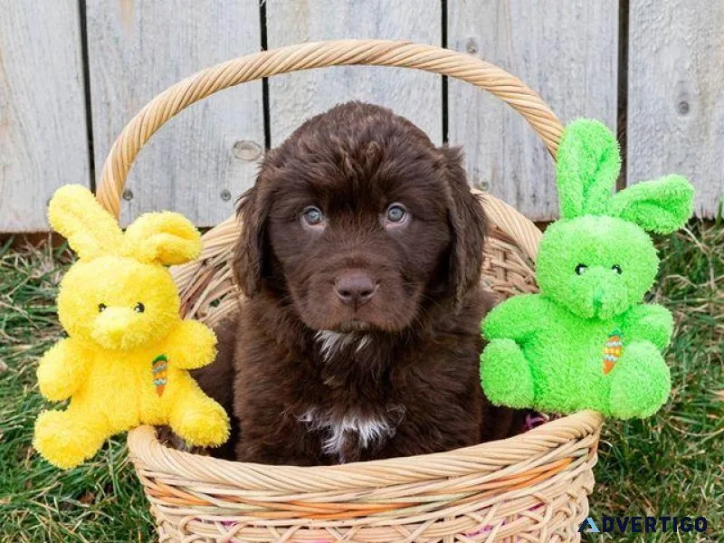 Newfoundland Puppies