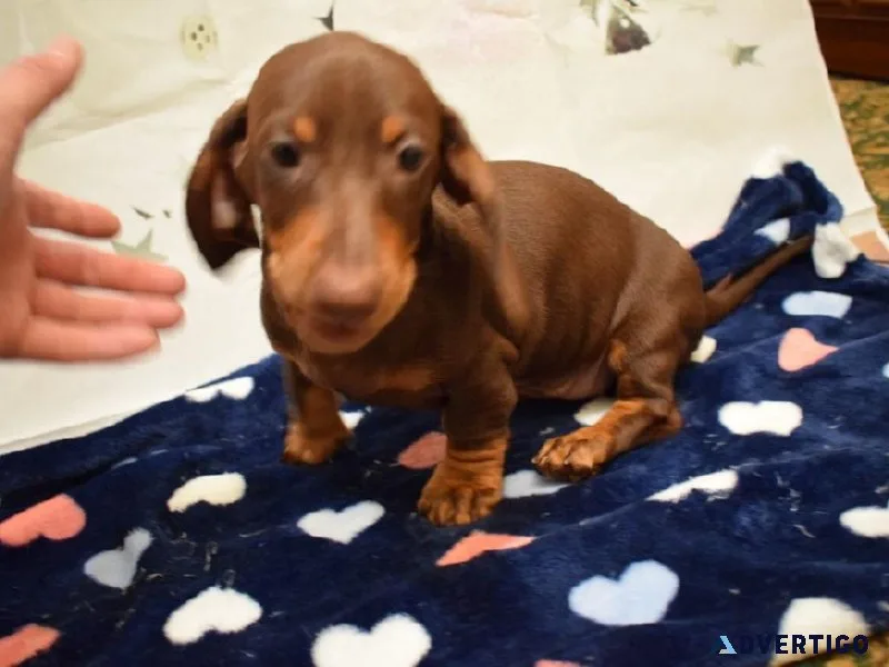 Dachshunds Puppies For Good Homes now