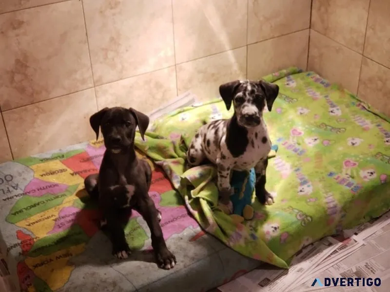 Registered Great Dane Puppies for Adoption