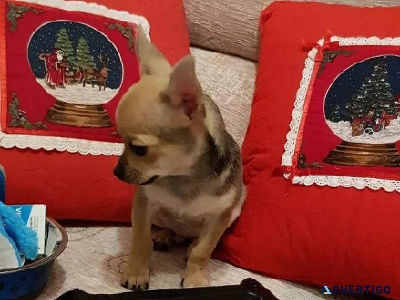 12 week old chihuahua girl puppie had frist shot