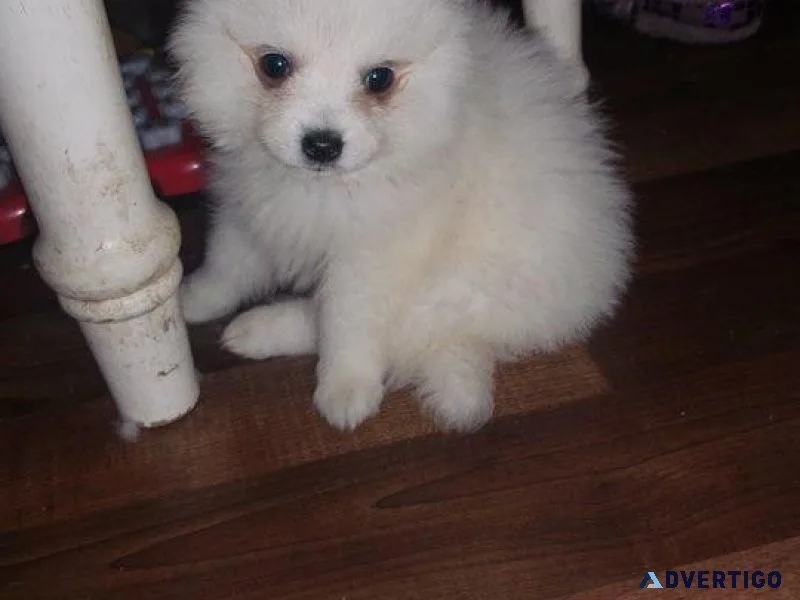 AKC Japanese Spitz Puppies