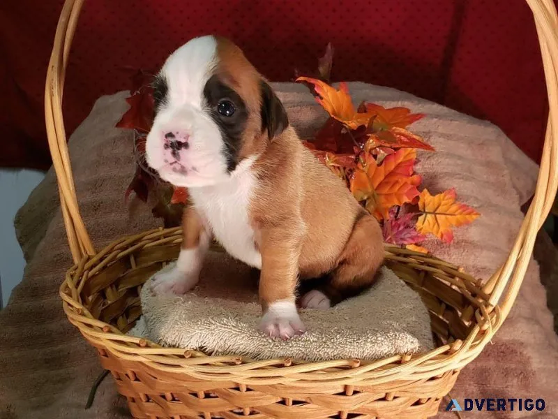 AKC registered Boxer puppies for sale