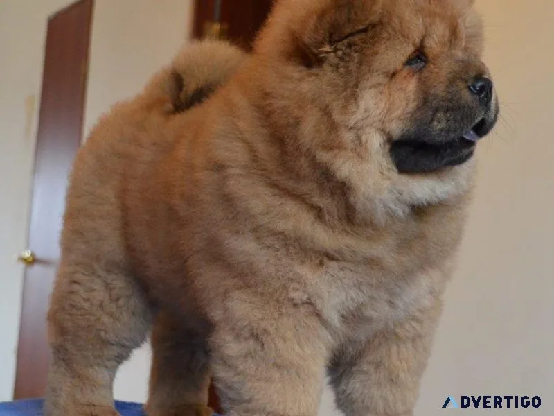 Courteous Chow Chow puppies