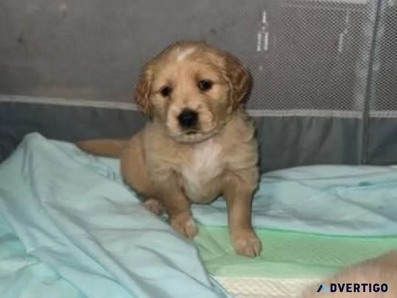 Nice Golden retriever puppies available