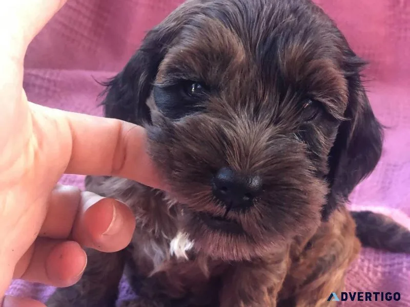 Superb Cockapoo Puppies For Sale