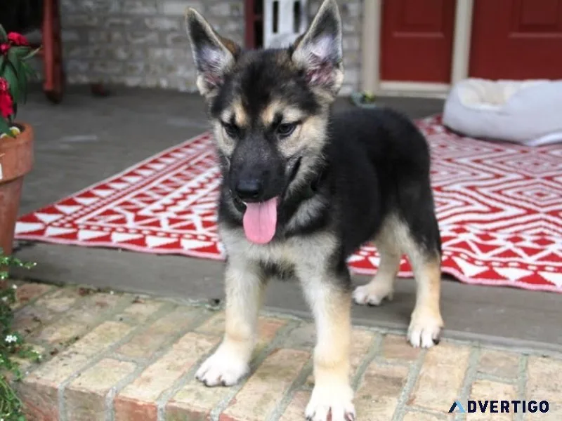 German Shepherd Puppies