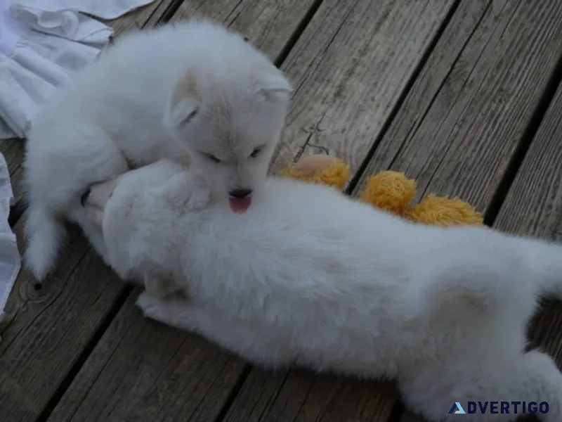 Pure breed Samoyed babies for sale