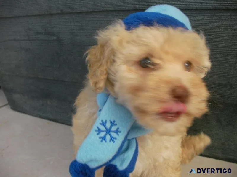 Toy Poodle