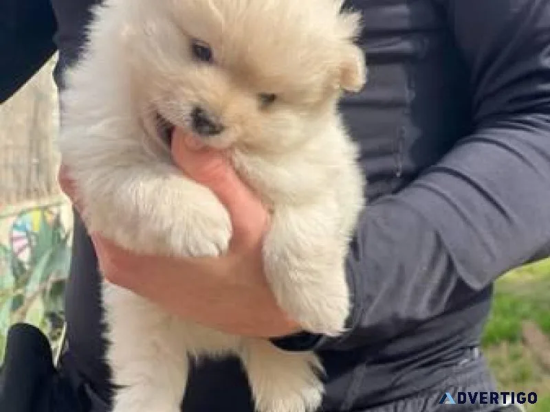 Pretty Pomeranian puppies
