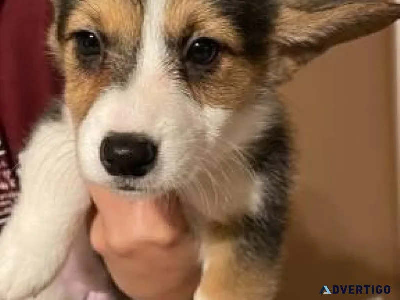 Corgi puppies now available