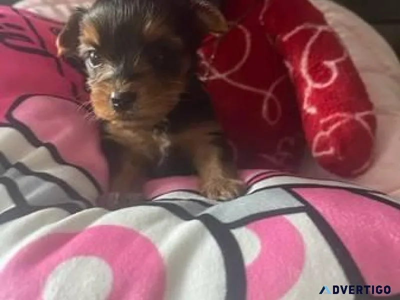 Talented Yorkie puppies ready now