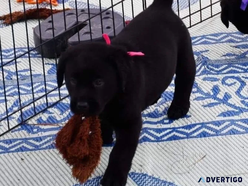 Potty Trained Labrador Retriever Puppies