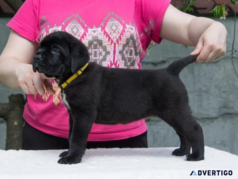 Cane Corso puppies for adoption