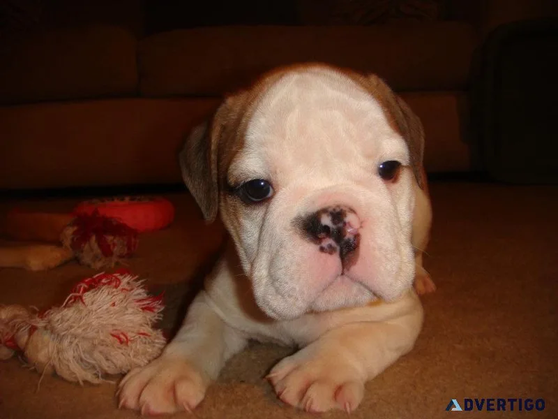 English Bulldog 2 Females LEFT