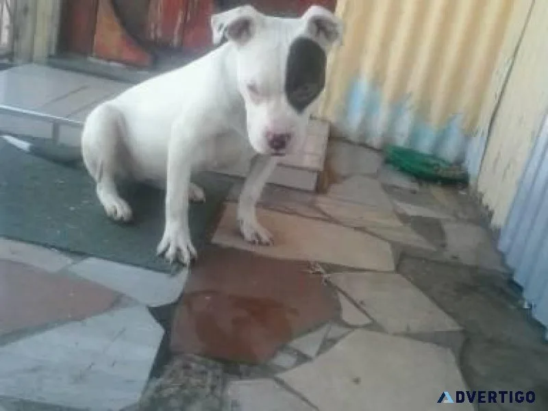 Stafforshire Terrier Puppies