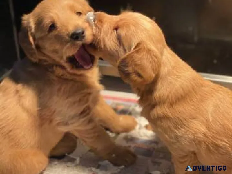 Purebred golden retriever puppies