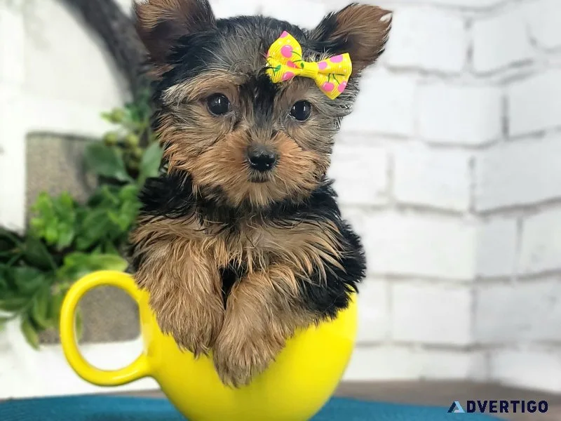 Attractive teacup yorkie puppies