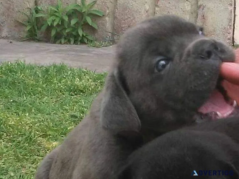Cane corso puppies for sale import line7300930479