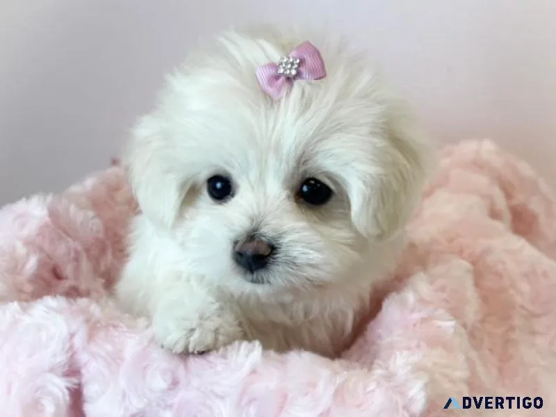 Loving Maltese Puppy