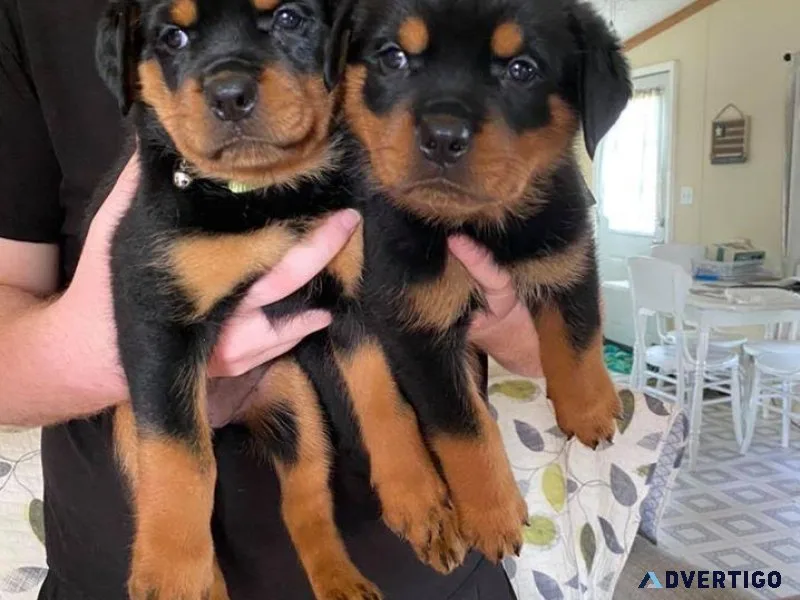 AKC Rottweiler Puppies for Adoption