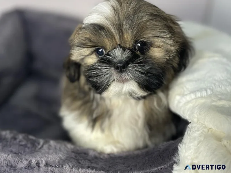 Adorable Shih Tzu Puppy