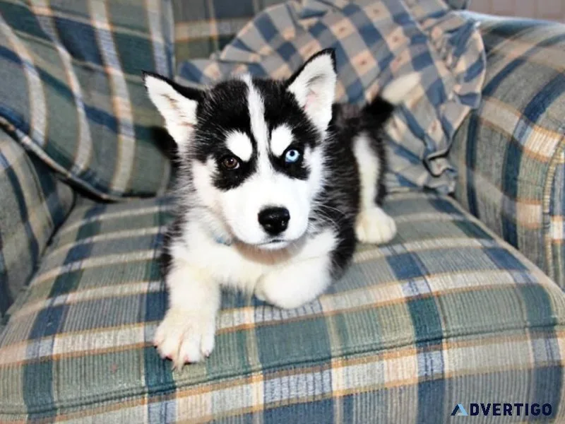 Siberian Husky Puppies For Sale