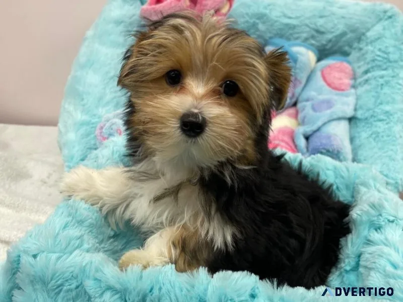 Adorable Yorkshire Terrier Puppy