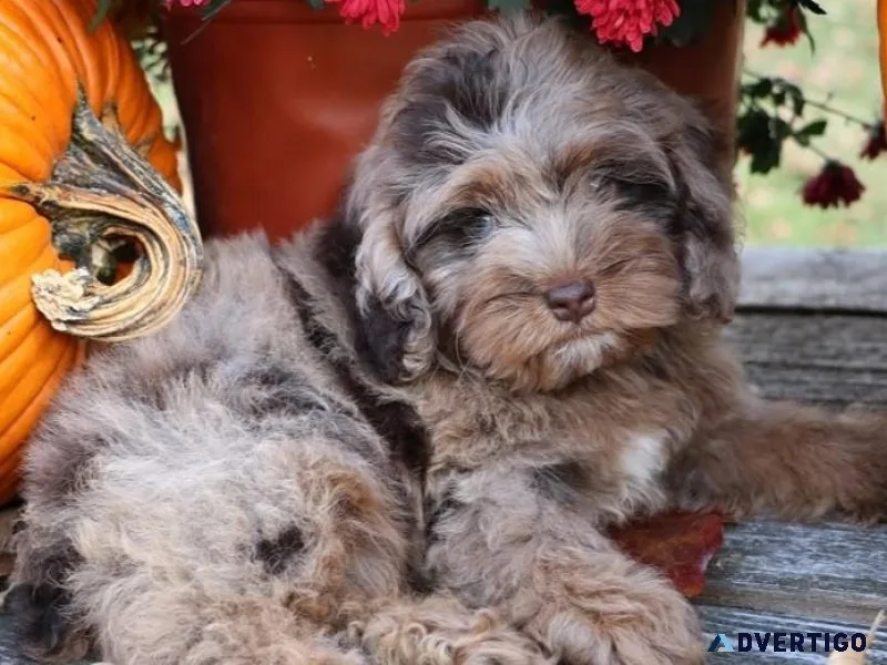 Cockapoo Puppy For Sale
