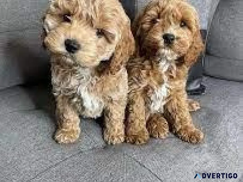 Cute Cockapoo Puppies