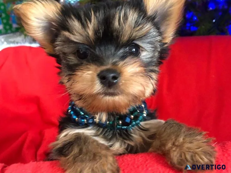 Incredible Yorkie puppies