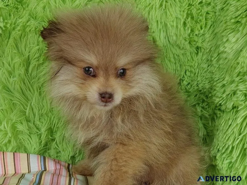 Trustworthy Pomeranian puppies
