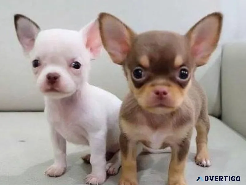 tecup Chihuahua Puppies