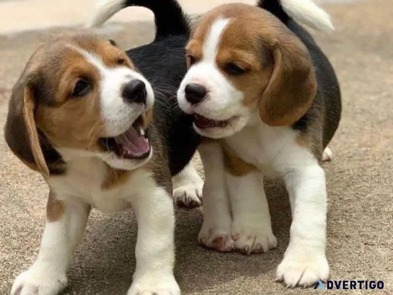 Active Beagle Puppies