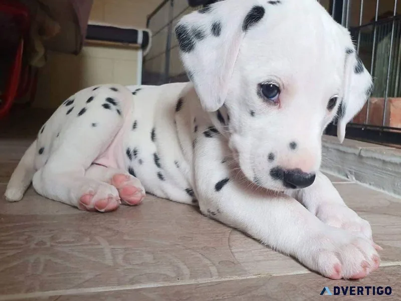 Charming Dalmatian Puppies