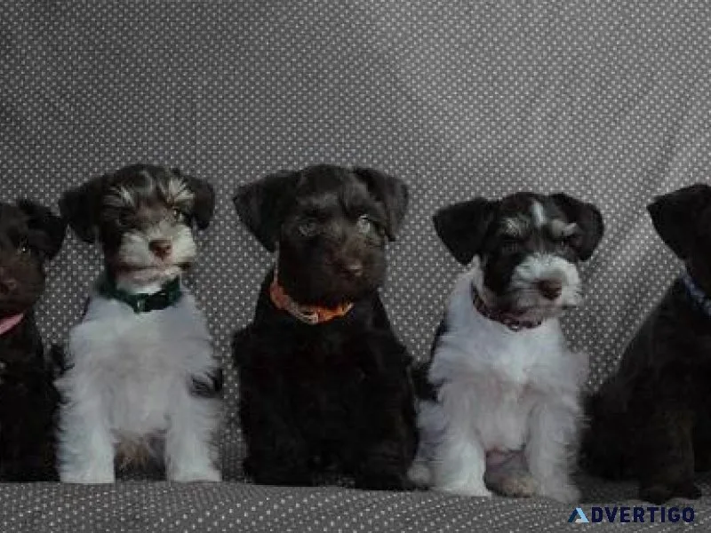 Mini Schnauzer Puppies